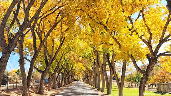 Fall leaves in Corrales